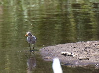 Spotted Sandpiper 0469